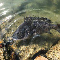 チヌ&タチウオ釣行