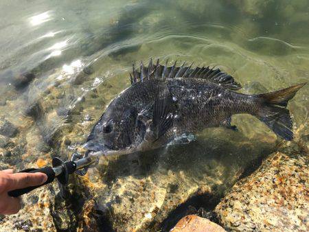 チヌ&タチウオ釣行
