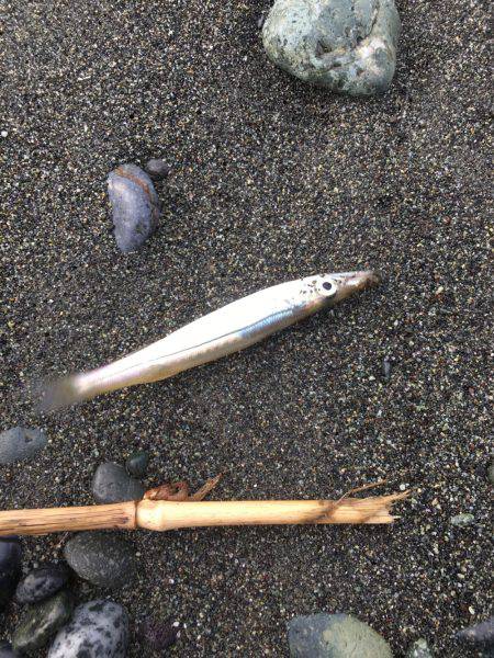 子どもとキス釣りが…