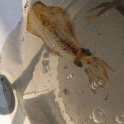 エギングとアジング