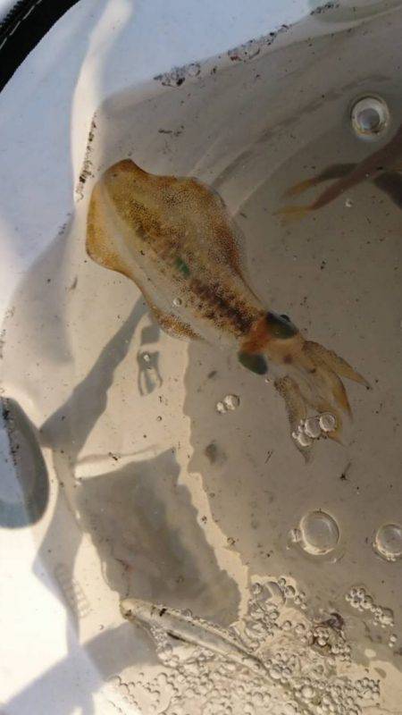 エギングとアジング