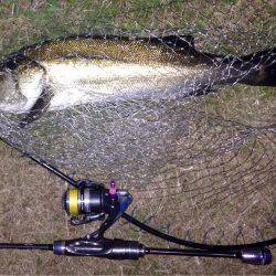 わらしべアジング