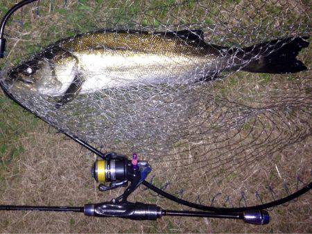 わらしべアジング