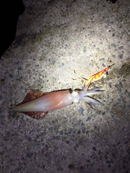 ケンサキ狙い！