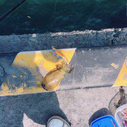 エギングとライトジギング