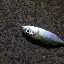 マリーナ港側で