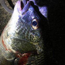 夕涼みチニング