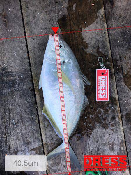 迫間浦宝成渡船での筏釣り