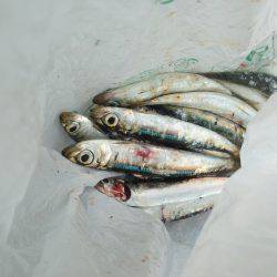 垂水漁港でガシリング・アジング・イワシングル