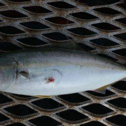 ハマチ?ハマチ!ハマチ!