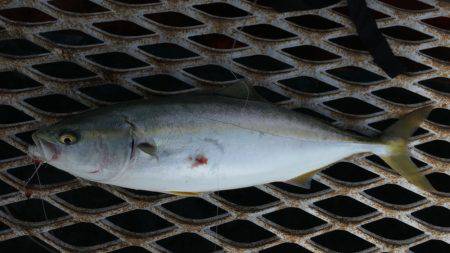 ハマチ?ハマチ!ハマチ!