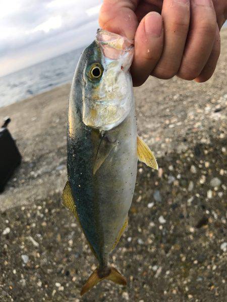 コズクラ、シイラ