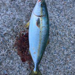 ツバスの回遊あり