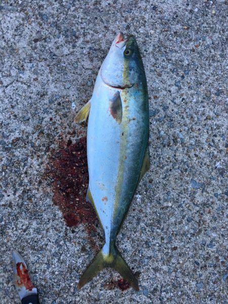 ツバスの回遊あり