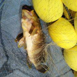 和歌山イカメタル