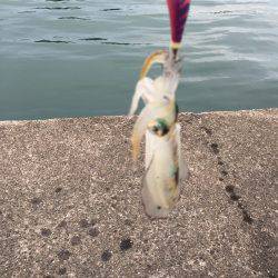 新子アオリイカ