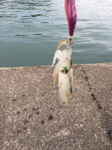 新子アオリイカ