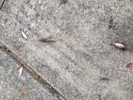 先日のナブラを求めて