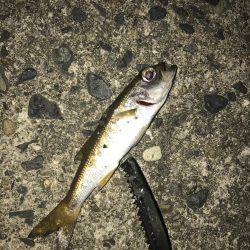 アジング時々ムツング