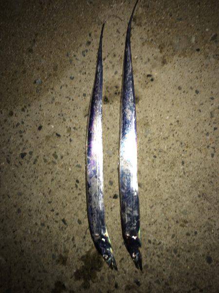 まだまだ小さいなぁ