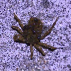 昨晩に引き続きのアジング