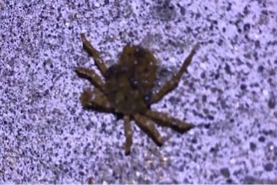 昨晩に引き続きのアジング