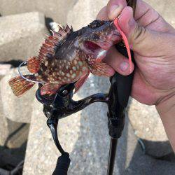 青物はまだですね