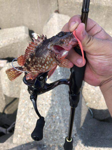 青物はまだですね