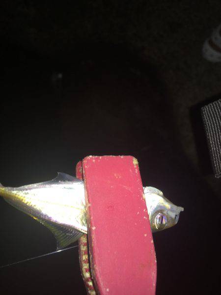 アジング、エギング