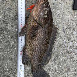 ロックフィッシュ‼︎