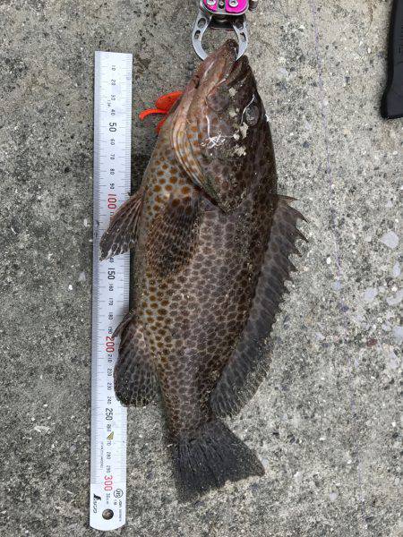 ロックフィッシュ‼︎