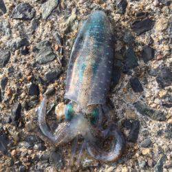 京丹後から常神までのランガンエギング