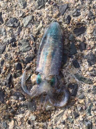 京丹後から常神までのランガンエギング