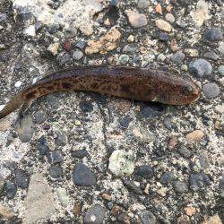 夕方にちょこっとチョイ投げ