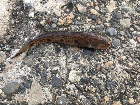 夕方にちょこっとチョイ投げ