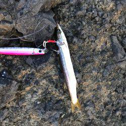 久々ショアジギ