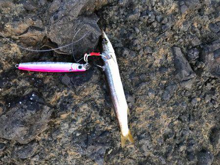 久々ショアジギ