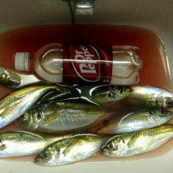 休み明けアジング