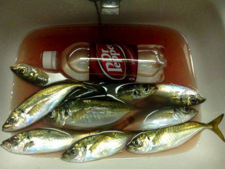 休み明けアジング