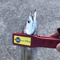 今期初物タチウオ、タコともお別れ!