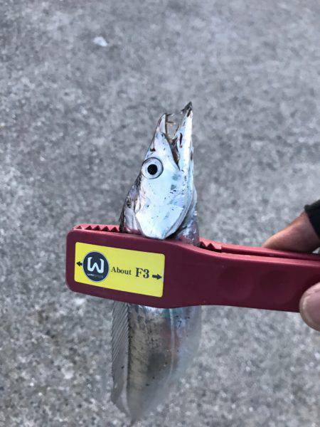 今期初物タチウオ、タコともお別れ!