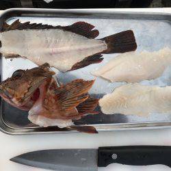 カサゴ現地喰い！