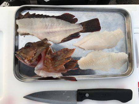 カサゴ現地喰い！