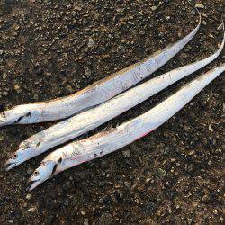 朝マヅメルアーフィッシング