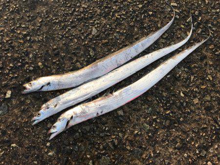 朝マヅメルアーフィッシング