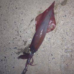 垂水漁港でエギング！！