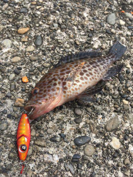 近場の勝浦港で