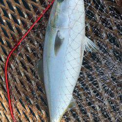 初メジロ＆アオリイカ