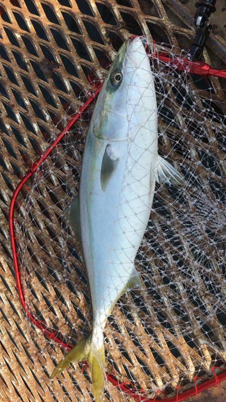 初メジロ＆アオリイカ