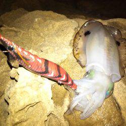 ナイトエギング